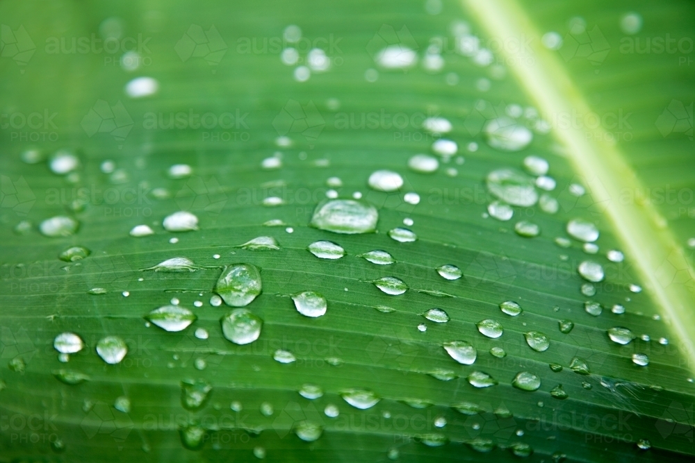 Close up of rain droplets on a banana leaf - Australian Stock Image