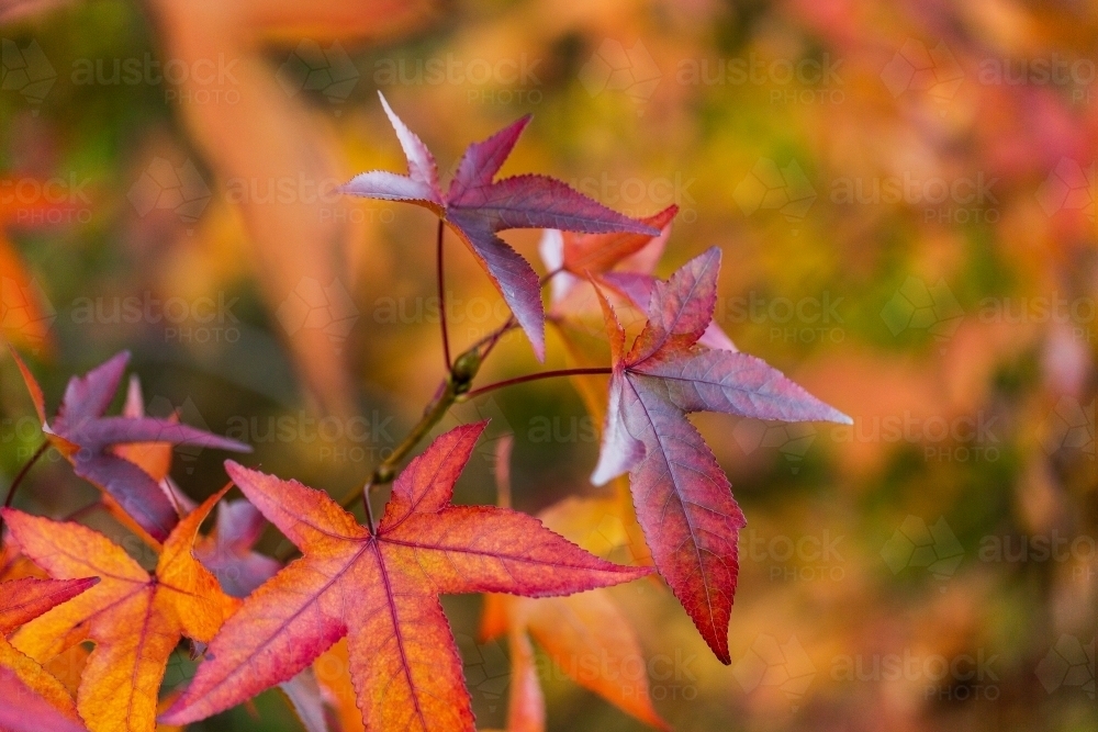 close up of red and orange Liquidambar styraciflua leaves in autumn - Australian Stock Image