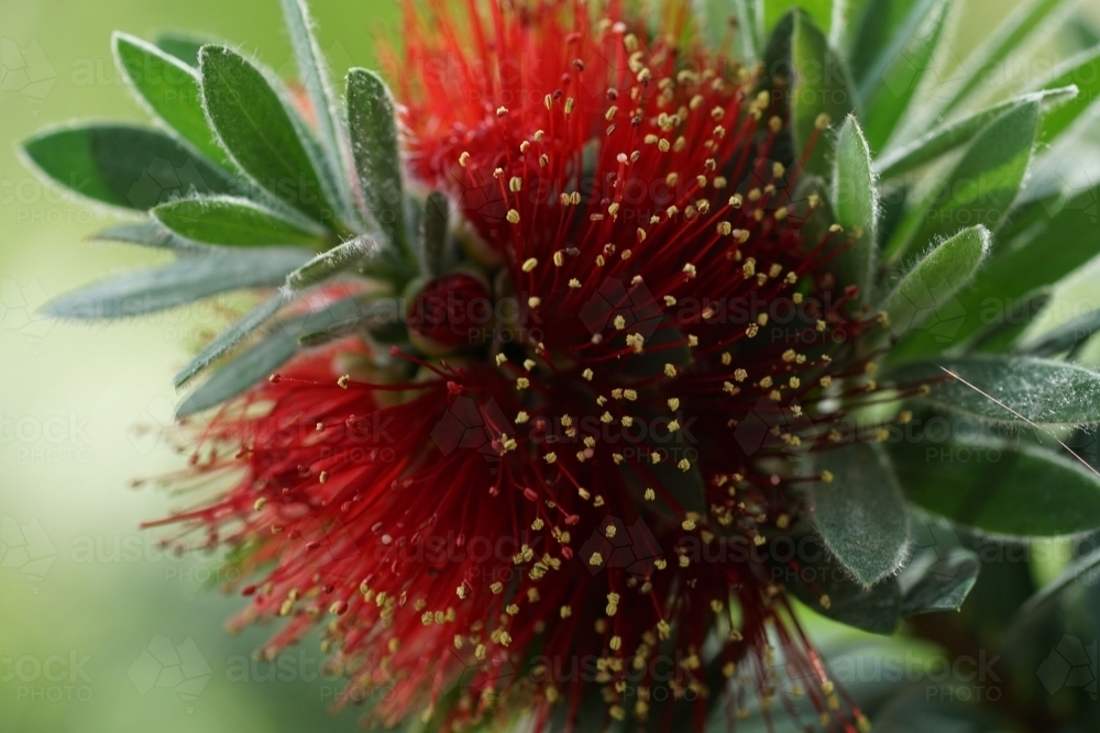 Close up of Red bottlebrush flower - Australian Stock Image