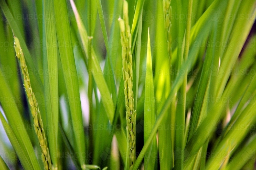 Close up of rice plants - Australian Stock Image