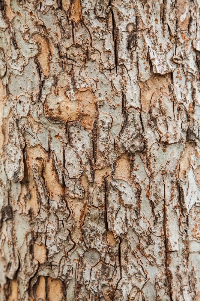 Close up of rough textured bark and trunk of a chinese elm - Australian Stock Image