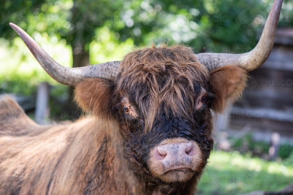 Close up of scottish highland calf looking directly at camera - Australian Stock Image