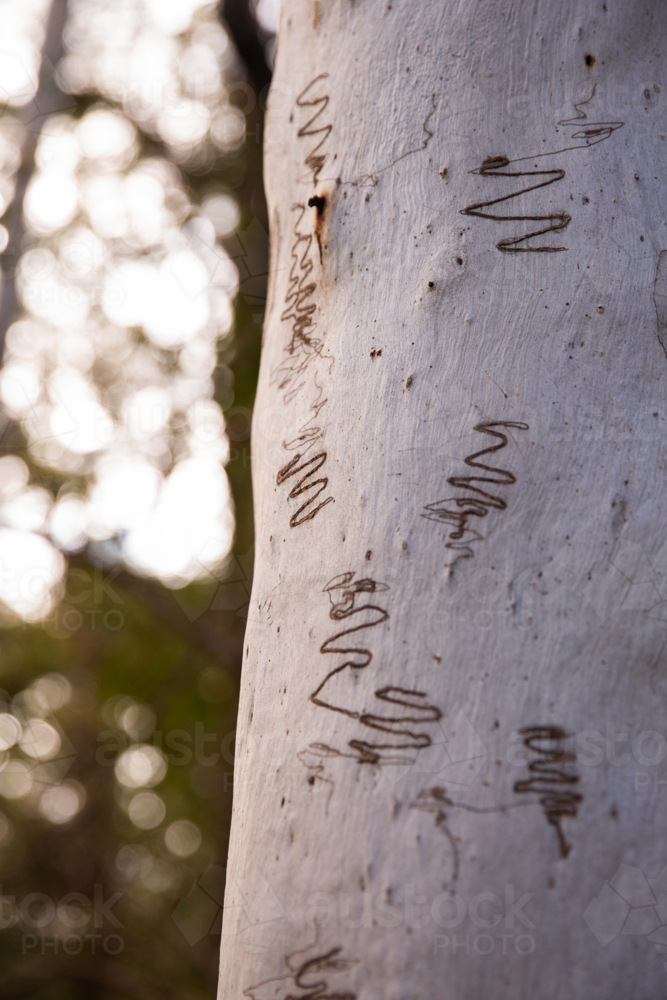 close up of scribbly gum tree bark - Australian Stock Image