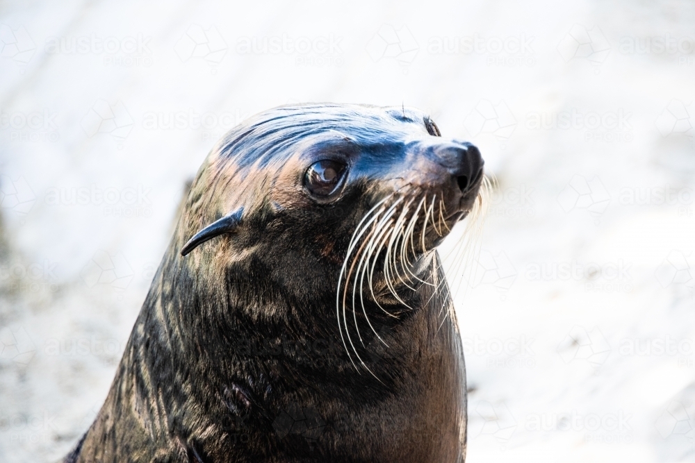 Close up of seal head with plain background - Australian Stock Image