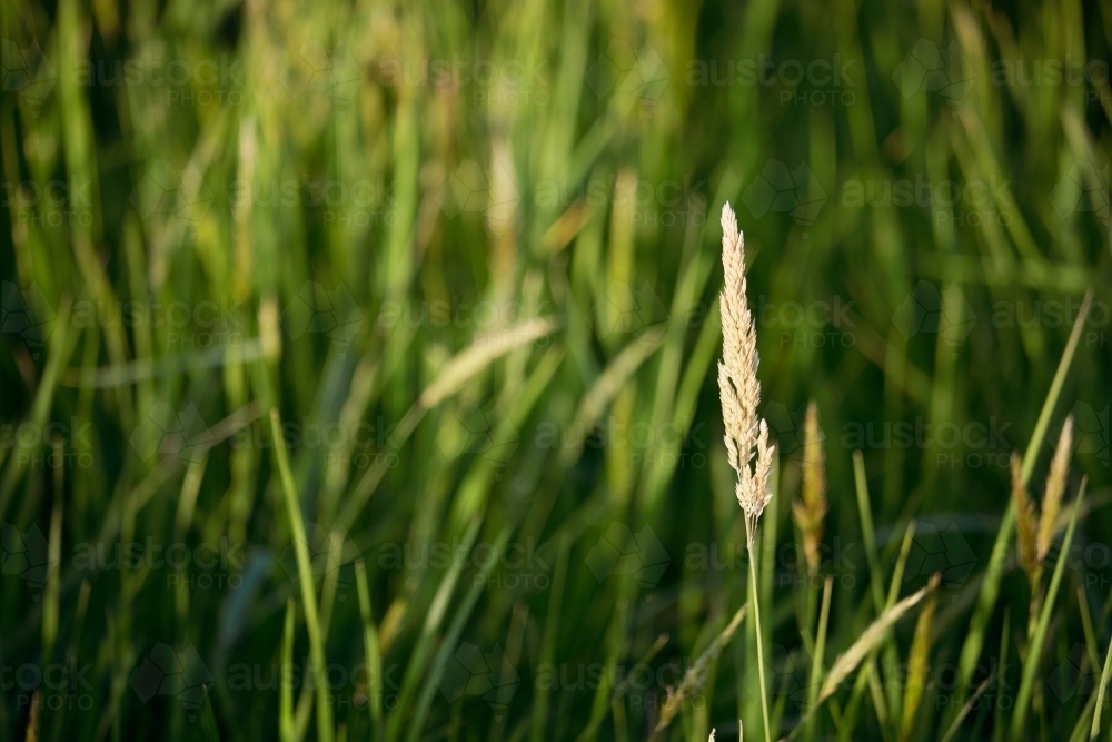 Close up of Seed-Head of a Stalk of Grass - Australian Stock Image