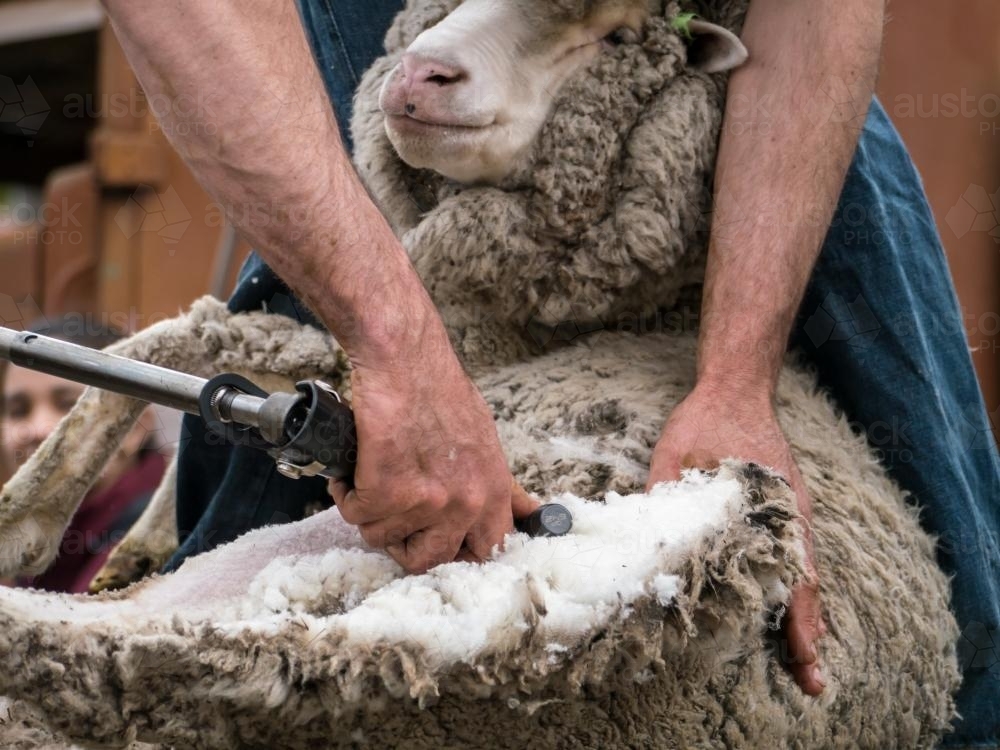 Close up of shearer shearing a sheep - Australian Stock Image