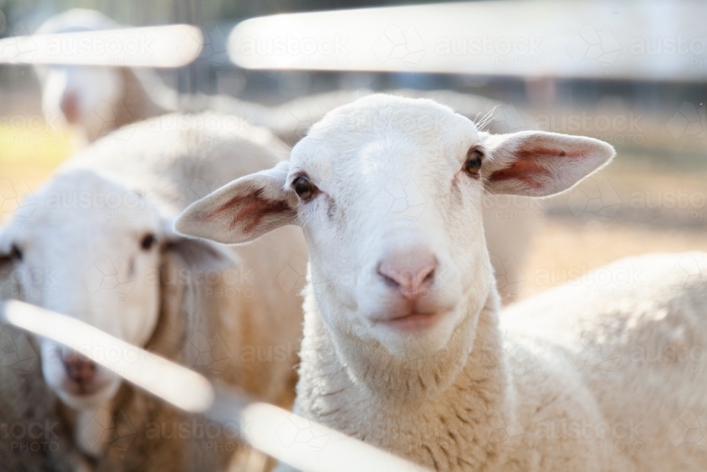 Close up of sheep looking at the camera - Australian Stock Image