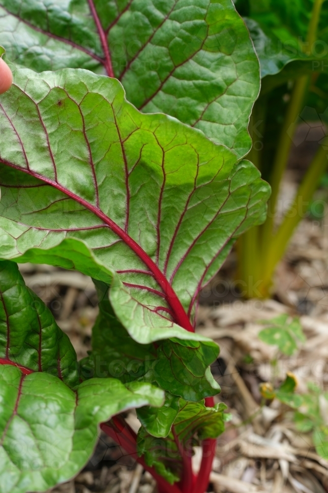 Image of Close-up of silverbeet leaves in garden patch - Austockphoto