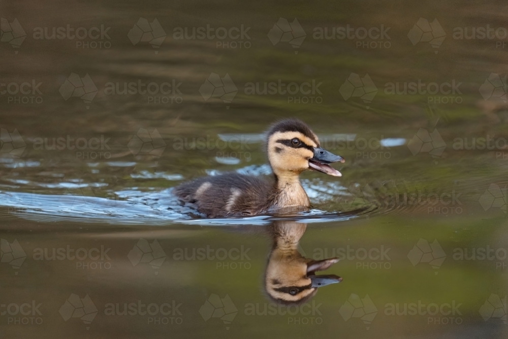 Close-up of single duckling swimming - Australian Stock Image