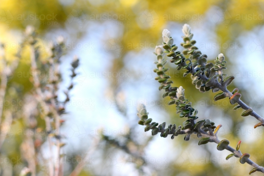 Close up of small leaved shrub - Australian Stock Image