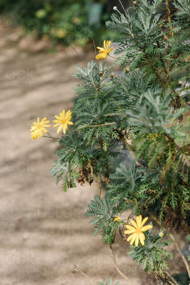 Close-up of small yellow daisies on bush - Australian Stock Image