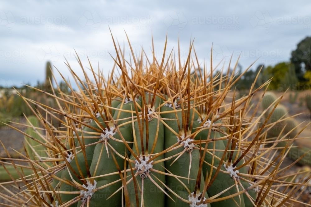 Image Of Close Up Of Spikey Cactus Plant Austockphoto