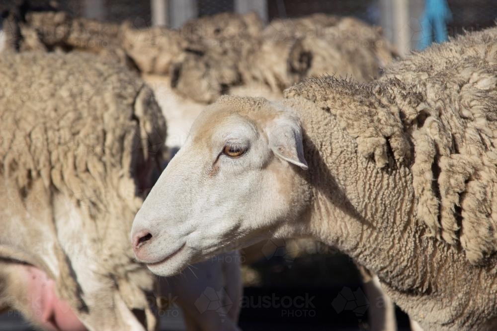 Close up of the face of a dorper ewe in a yard - Australian Stock Image