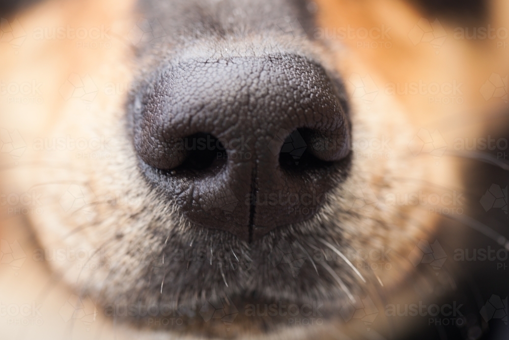 Image of Close up of the nose of a dog - Austockphoto