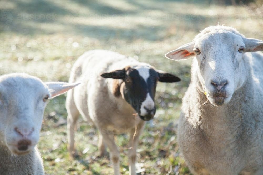 Close up of three dorper sheep looking at camera on cold dewy morning - Australian Stock Image