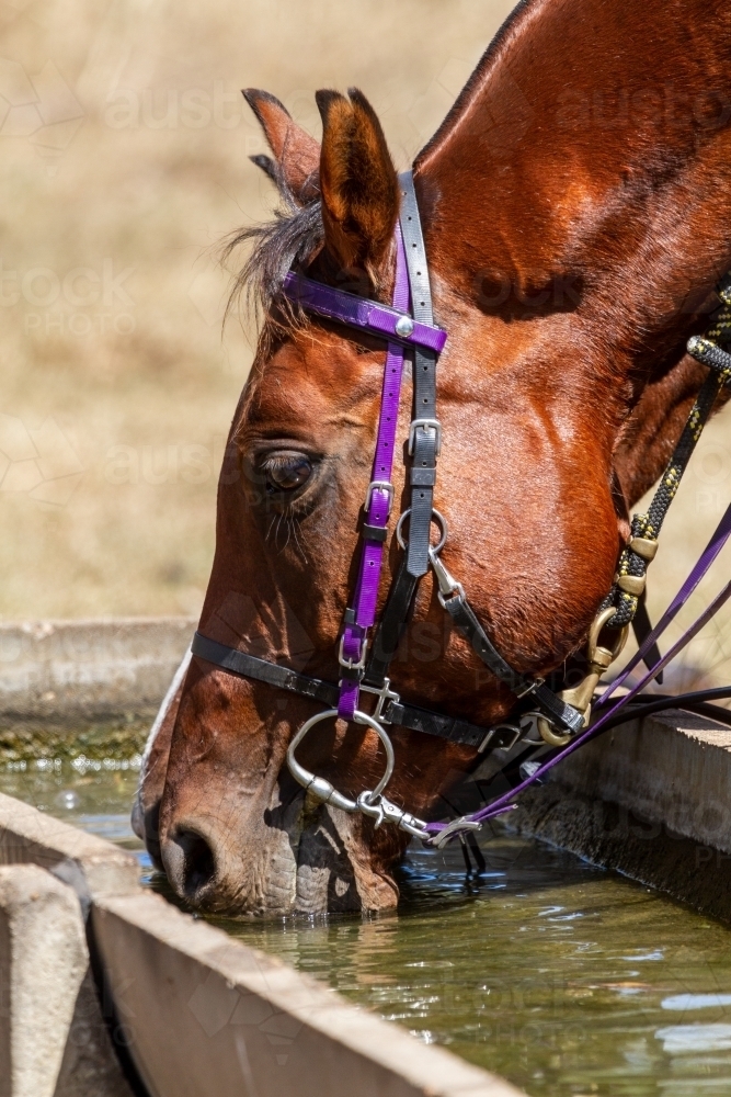 Close-up of two horses drinking from a water trough. - Australian Stock Image