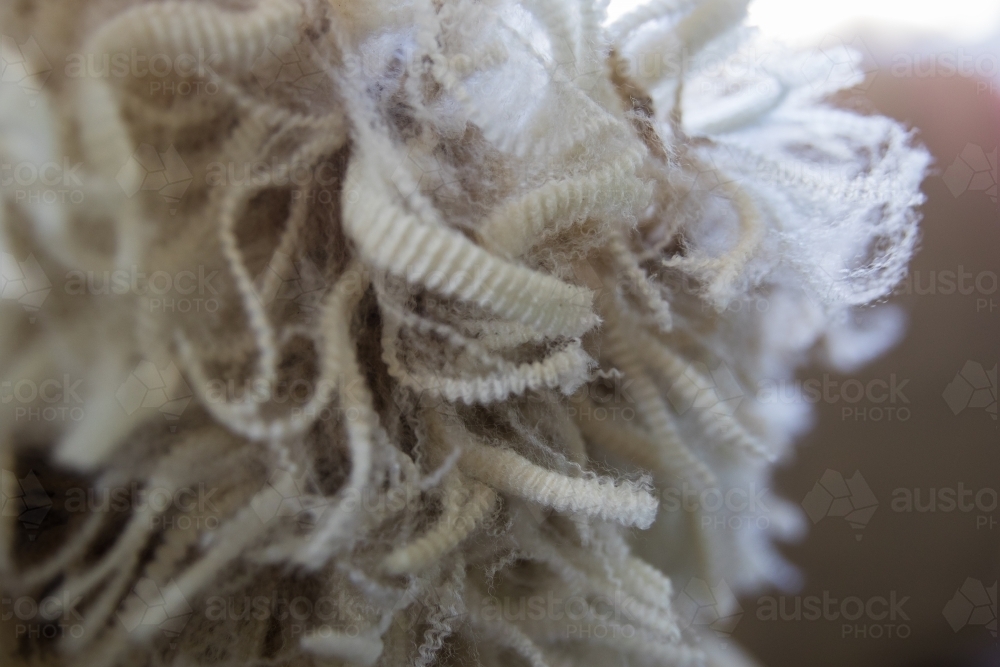 Close up of wool fleece - Australian Stock Image