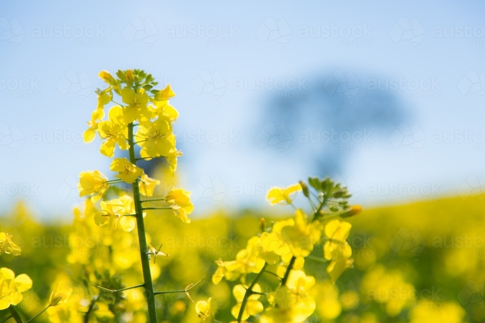 Close up of yellow canola flowers flowering in a paddock - Australian Stock Image