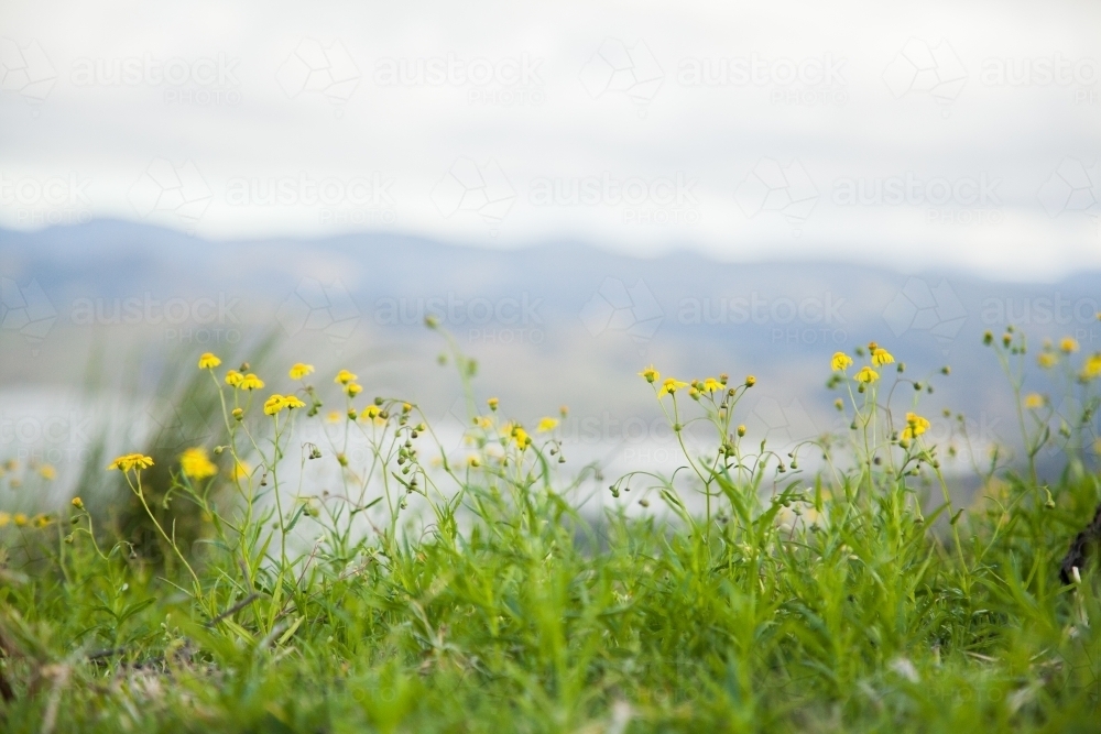 Close up of yellow fireweed flowers on the mountainside - Australian Stock Image