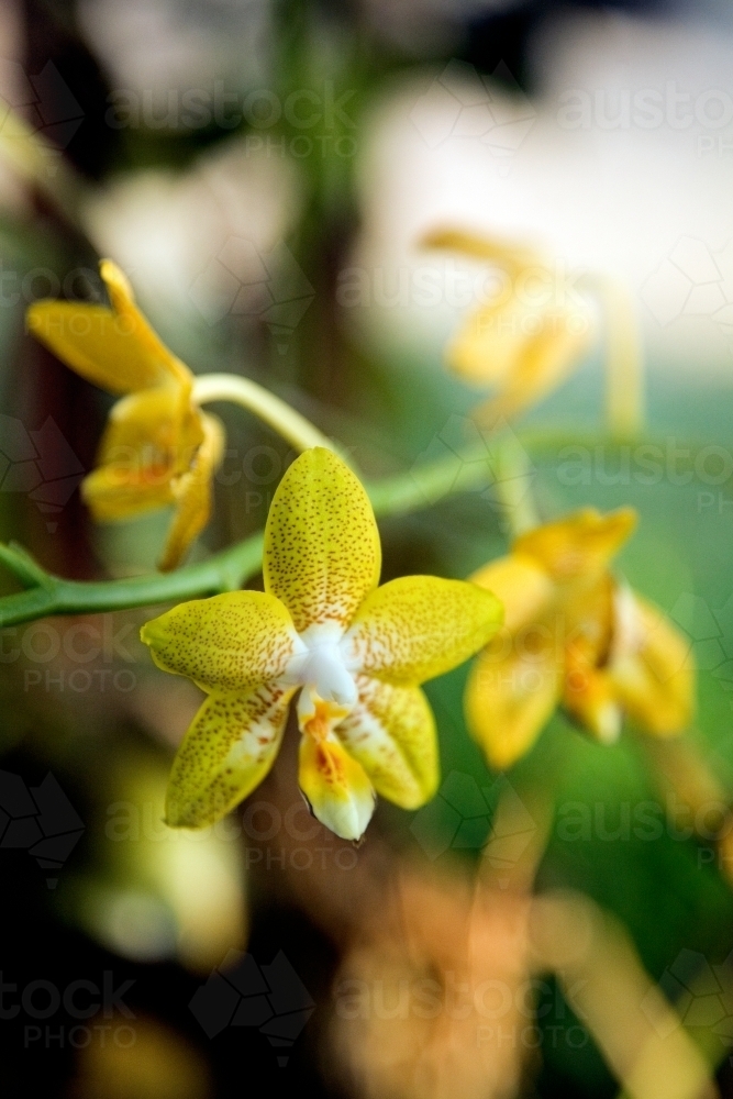 Close up of yellow orchid - Australian Stock Image