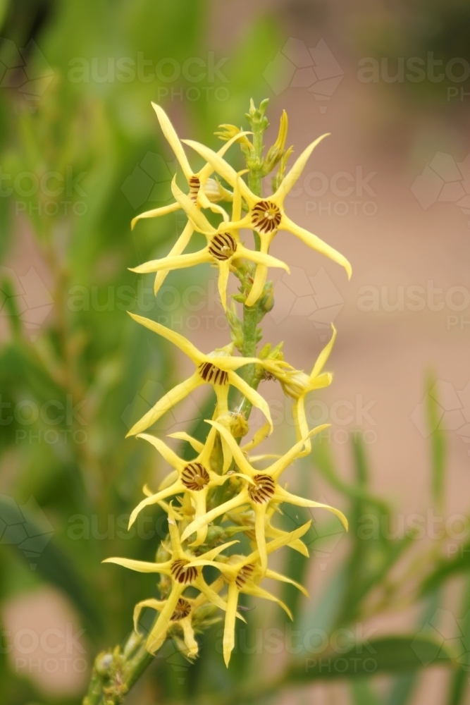 Close up of yellow tailflower - Australian Stock Image