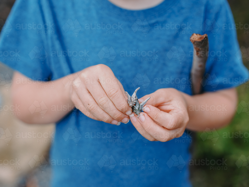 Close up of young Childs hand holding Australian Natives - Australian Stock Image