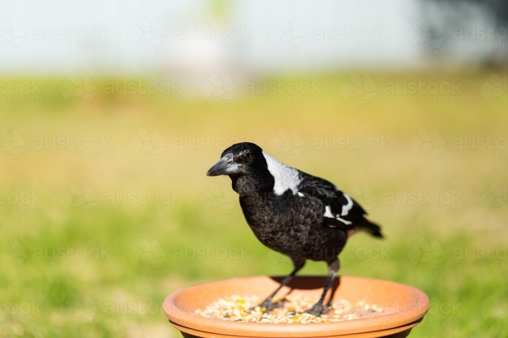 Close up of young magpie bird on bird feeder in backyard - Australian Stock Image