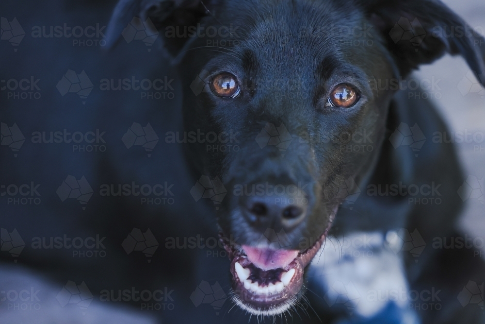 Close up portrait image of young black kelpie cross labrador dog - Australian Stock Image