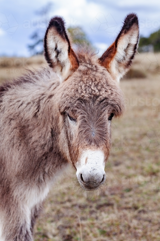 Close up portrait of a donkey with long ears outside in paddock - Australian Stock Image