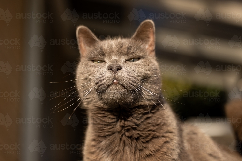 Close up portrait of British short hair car looking down with funny evil expression - Australian Stock Image