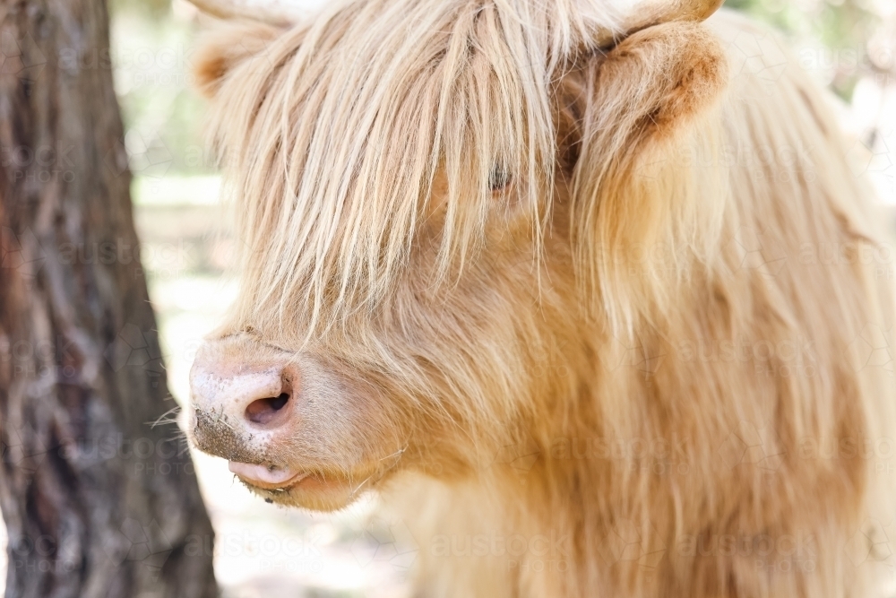 Close up portrait of highland cow in field - Australian Stock Image