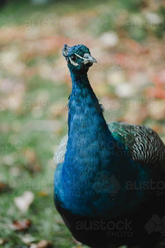 Close up portrait of vibrant blue male peacock - Australian Stock Image