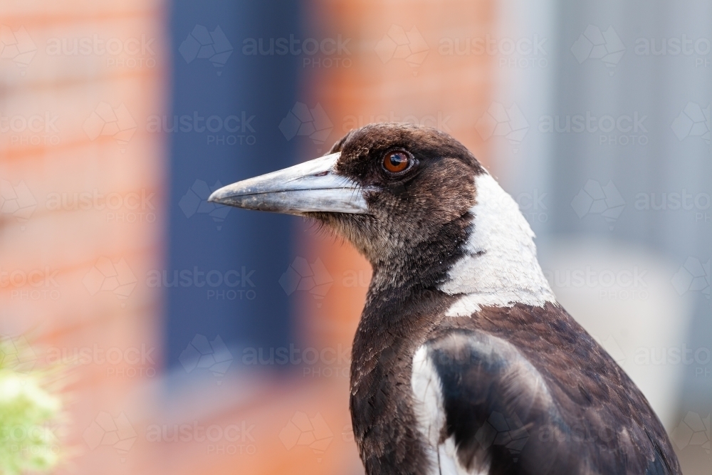 Close up profile of curious young magpie bird in backyard - Australian Stock Image