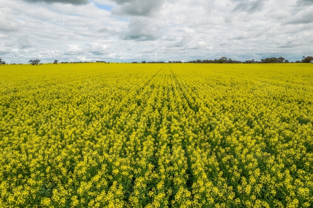 close up shot of a big canola paddock with yellow flowers on a cloudy day - Australian Stock Image