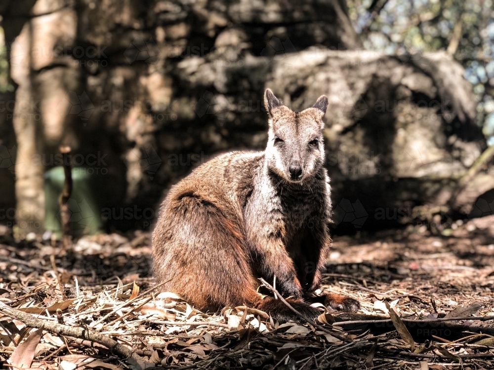 Close up shot of a brown wallaby looking at the camera - Australian Stock Image