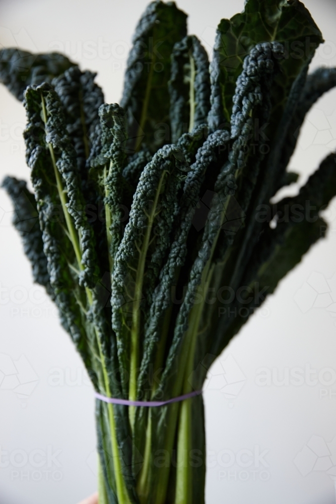 Close up shot of a bunch of kale on white background - Australian Stock Image