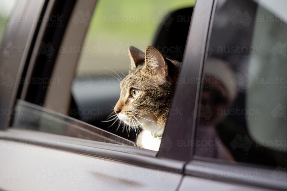 Close up shot of a cat looking out from the inside of a car with windows down - Australian Stock Image