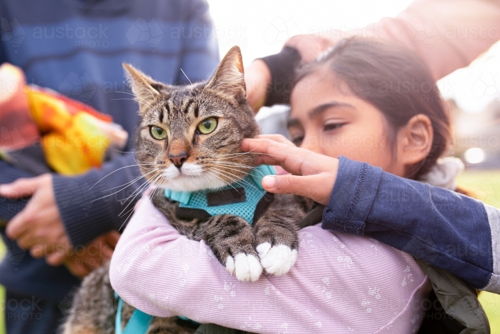 Close up shot of a cat with blue green leash being carried by a girl wearing pink sweater - Australian Stock Image