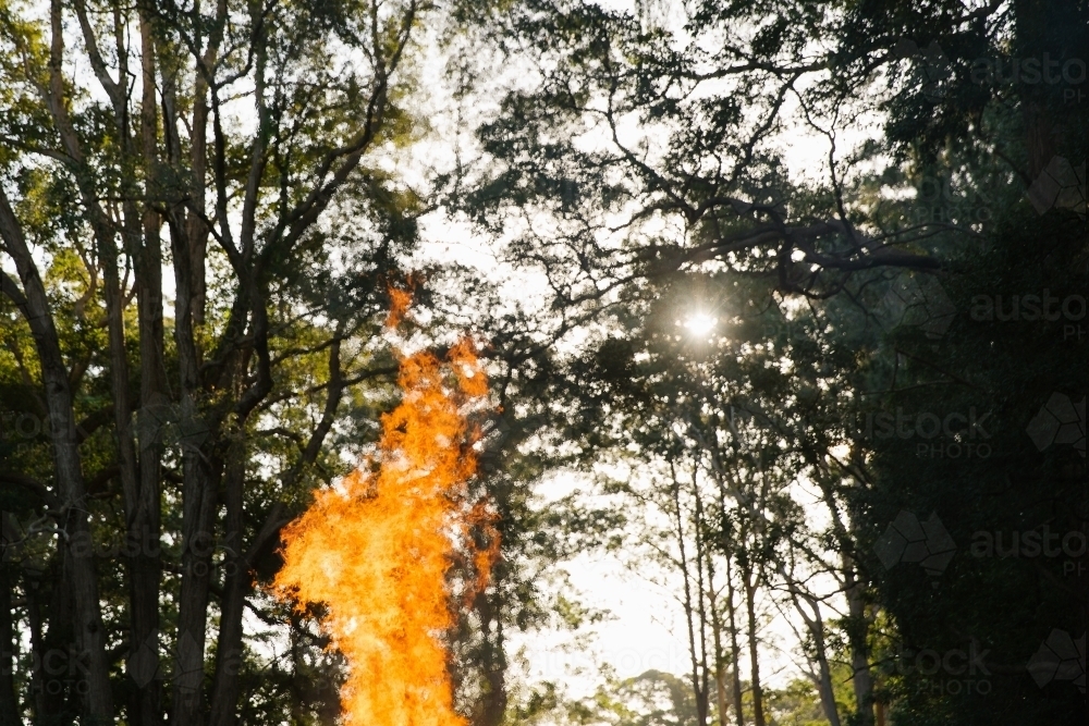 Close up shot of a flame with the sun gleaming through the long trees - Australian Stock Image