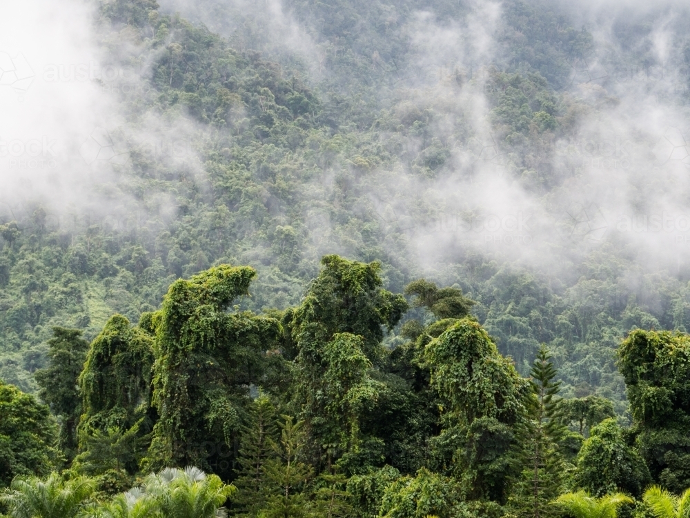 Close up shot of a foggy forest with green tall trees - Australian Stock Image