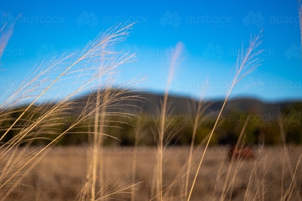 Close up shot of a grass in foreground - Australian Stock Image