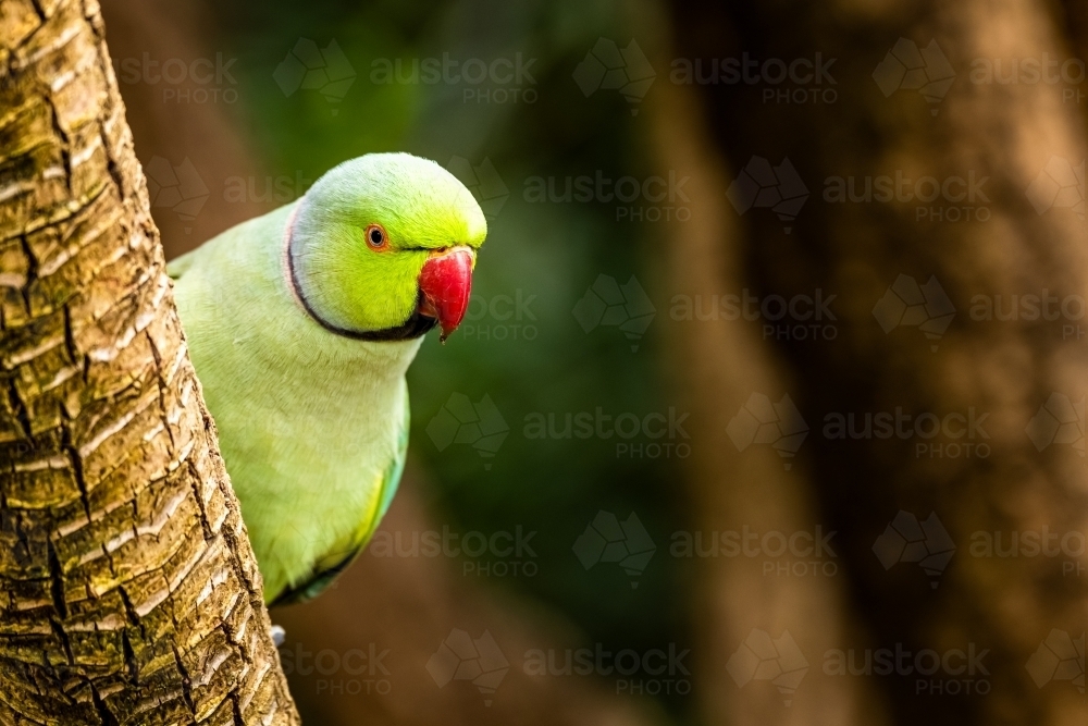 Close up shot of a green parrot with a red beak sitting on a tree trunk - Australian Stock Image