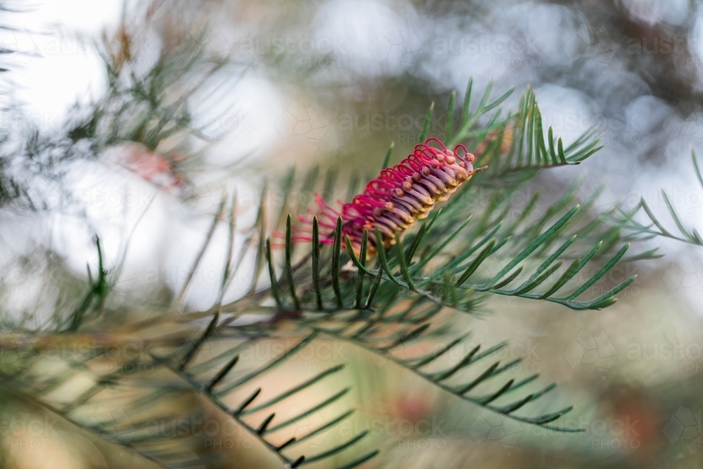 close up shot of a grevillea red hook - Australian Stock Image