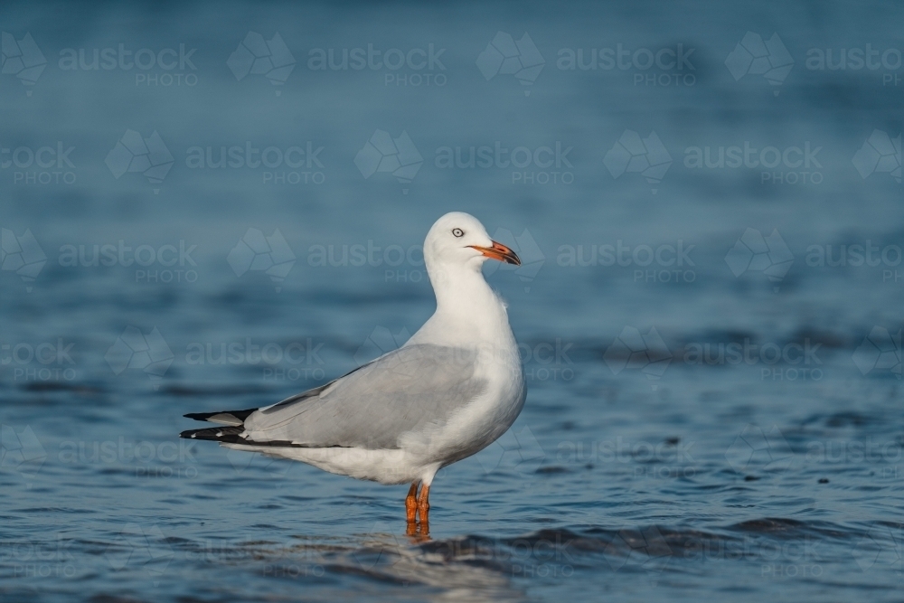 Close up shot of a gull standing in the water - Australian Stock Image