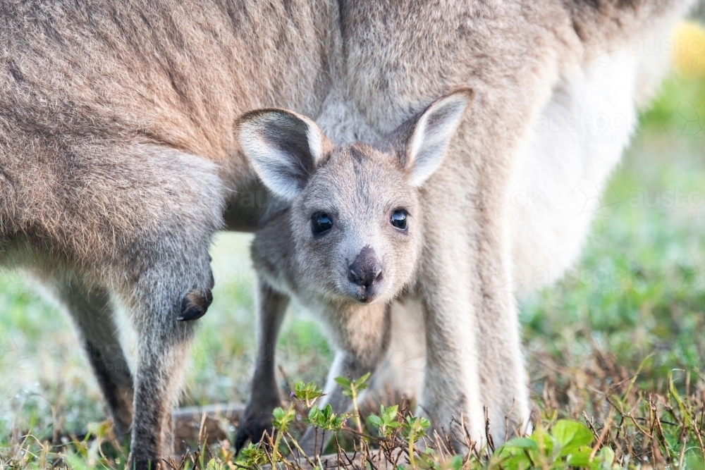 Close up shot of a joey in pouch - Australian Stock Image