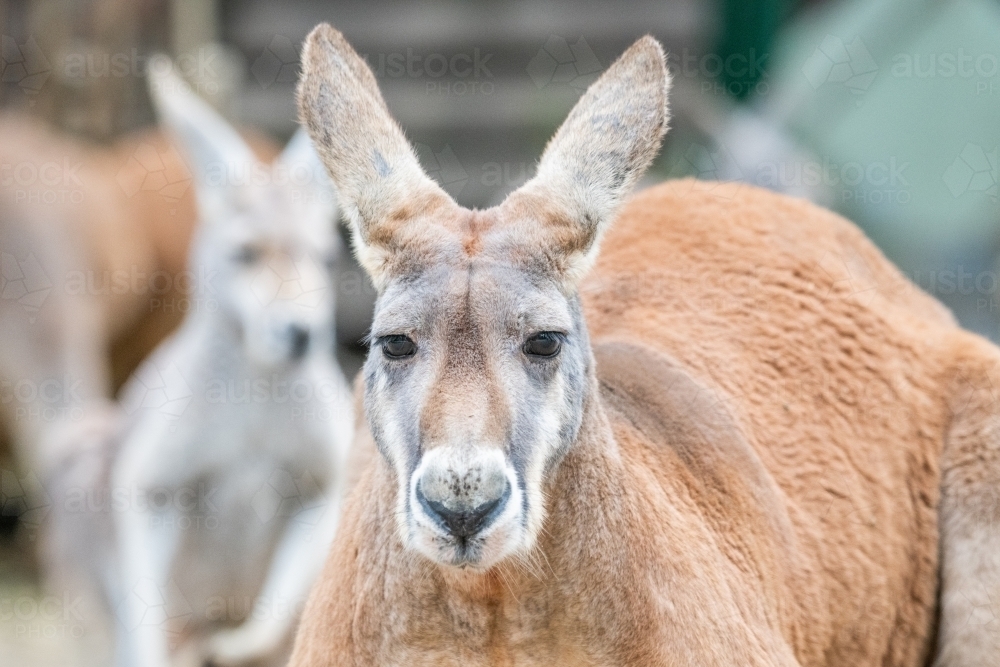 Close up shot of a kangaroo - Australian Stock Image