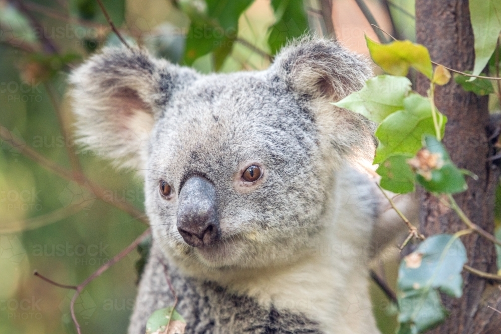 Close up shot of a koala on a tree - Australian Stock Image