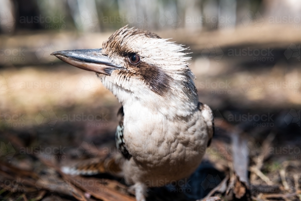 Close up shot of a kookaburra - Australian Stock Image