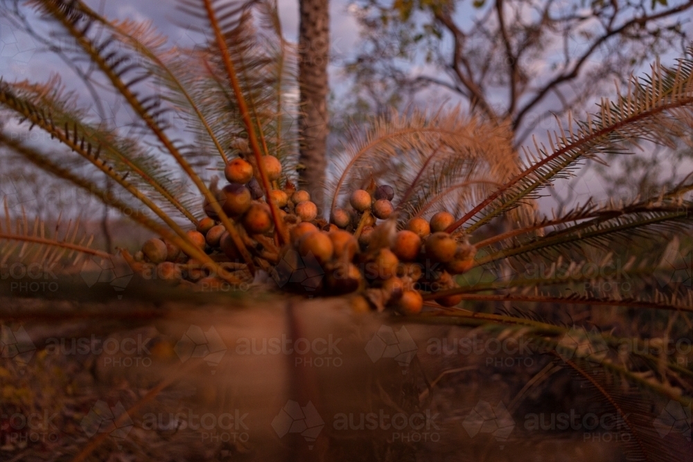 Close up shot of Cycad and its seeds. - Australian Stock Image