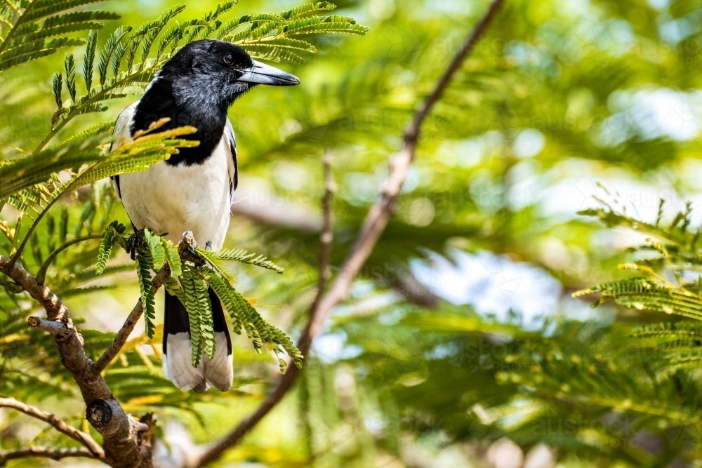 Close up shot of a Pied Butcherbird sitting in a tropical tree branch a - Australian Stock Image